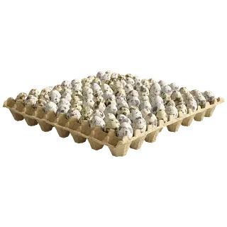 Huevos Codorniz